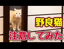 わかってくれたかな？【野良猫】