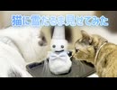 猫に雪だるま見せてみた