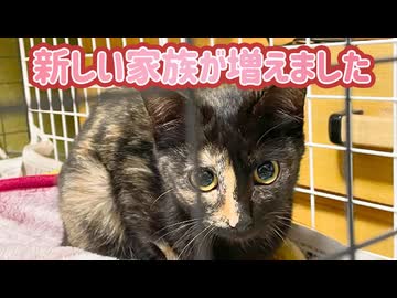 新しい家族が増えました