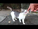 恐る恐るモフられに来る野良子猫がカワイイ