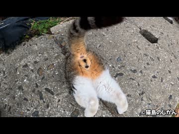 猫が吸い込まれる！？猫に大人気な側溝