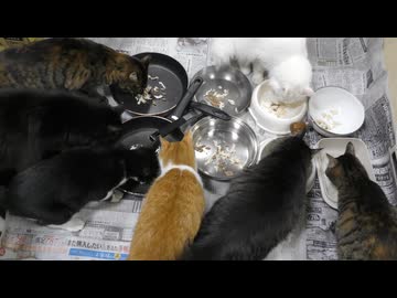 今週のおやつ（本隊）【蒼民家の猫々】_2025-0315