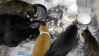 今週のおやつ（本隊）【蒼民家の猫々】_2025-0315
