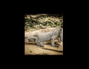 コモドドラゴン動画用BGM