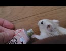 ハムスター飼いました。〜その175〜2025だよ！！3月だよ!!体重測定だよ！！