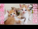 5匹の幼猫兄妹、離れ離れから感動の再会…⁉︎