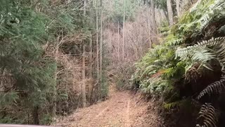 【Vストローム250SX】賀名生梅林ツーリング！険道＆ダート作業道を抜けて梅の開花チェック【奈良】