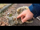 シッポの丸まった子猫、懐いてきたかと思ったら急に狂ったように転げ出して急いで逃げていった