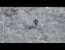 ホモと見るロシア軍LOOP部隊