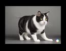 ねこのうた