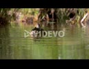 A mallard duck diving into water in slow motion