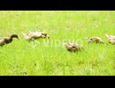 Ducks feeding in green grass as a flock