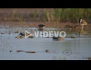 Ducks feeding in Wetland in morning