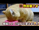 よっぽど美味しかったのね【野良猫】