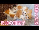 5匹の幼猫兄妹、再会からの奇跡の猫団子