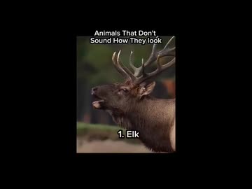 ホモと見るキャラクターの声がイメージと違う動物たち