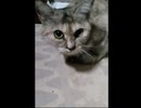 俺の愛猫２　一応俺喋ってますｗ大音量でお願いします