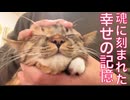 愛され娘猫、魂に刻まれたしあわせの記憶