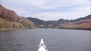 【河津桜】シーカヤック川下り【伊豆】