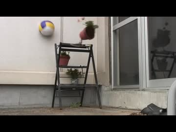 うえきばちん