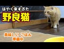 いつも明け方 来るクセに…【野良猫】