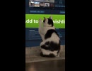Even cats can't resist the charm of our game :))