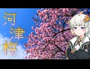 青空を探してEX（河津桜）