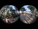 【Vlog】中国でも有数の「植物販売」卸売市場　insta360度カメラで撮影2