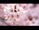 桜の風【SUNO生成】