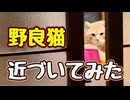 まだまだ距離が…【野良猫】