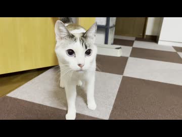 ネコさんの病状が良くないことが発覚しました