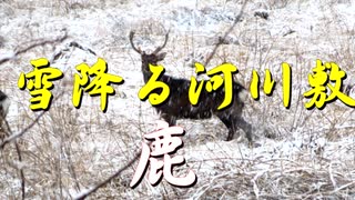 雪降る河川敷　鹿
