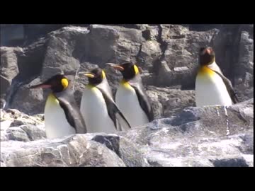 【葛西臨海水族園】ペンギンの生態エリア