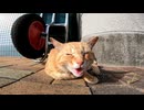 警戒心強い野良猫かと思ったけどナデナデしたら強烈に懐いてきた