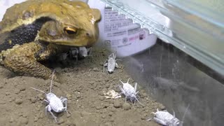 腹ペコのヒキガエル目の前に大量のコオロギをばら撒く