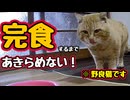 どんだけ美味しいの…【野良猫】