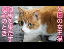 公園の女王猫、その運命の分かれ道