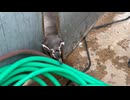 【東武動物公園】ビール君の脱柵計画【フンボルトペンギン】