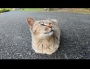 手足を全く見せない野良猫が可愛過ぎる