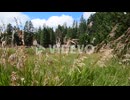 Tall grass blowing in the wind