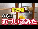 ちょっと慣れてきたような…【野良猫】