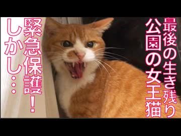 公園の女王猫、台風の前に保護されるも…