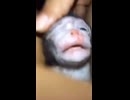 保護後にサル痘感染した子ゴリラ　現地医師が緊急治療。元気になる薬を投薬後無事回復