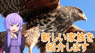 鷹とゆかり