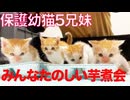 ５匹の保護幼猫兄妹、みんなで楽しい芋煮会