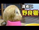 カメラないと気づかない…【野良猫】