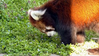 【東武動物公園】源太君の道草タイム【レッサーパンダ】