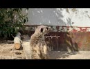 【東武動物公園】予想外の鳴き声【ミーアキャット】