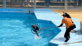【東武動物公園】キャロルちゃんのナイスジャンプ【スローモーション】