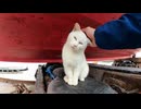 野良猫の頭を撫でたら舌を戻し忘れててカワイイ